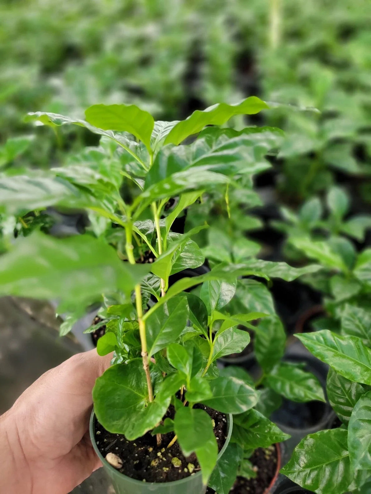 Coffee Arabica Plants 4-Inch Pot with Multiple Plants, Coffea arabica, Indoor/Outdoor Coffee Growing, Organic & Easy Care