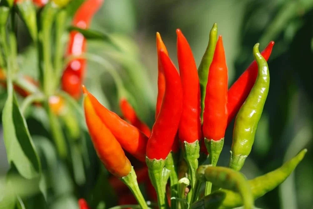 Tabasco Hot Pepper Seeds - 100 Pack - Spicy Variety - Capsicum frutescens - Perfect for Planting and Culinary Use