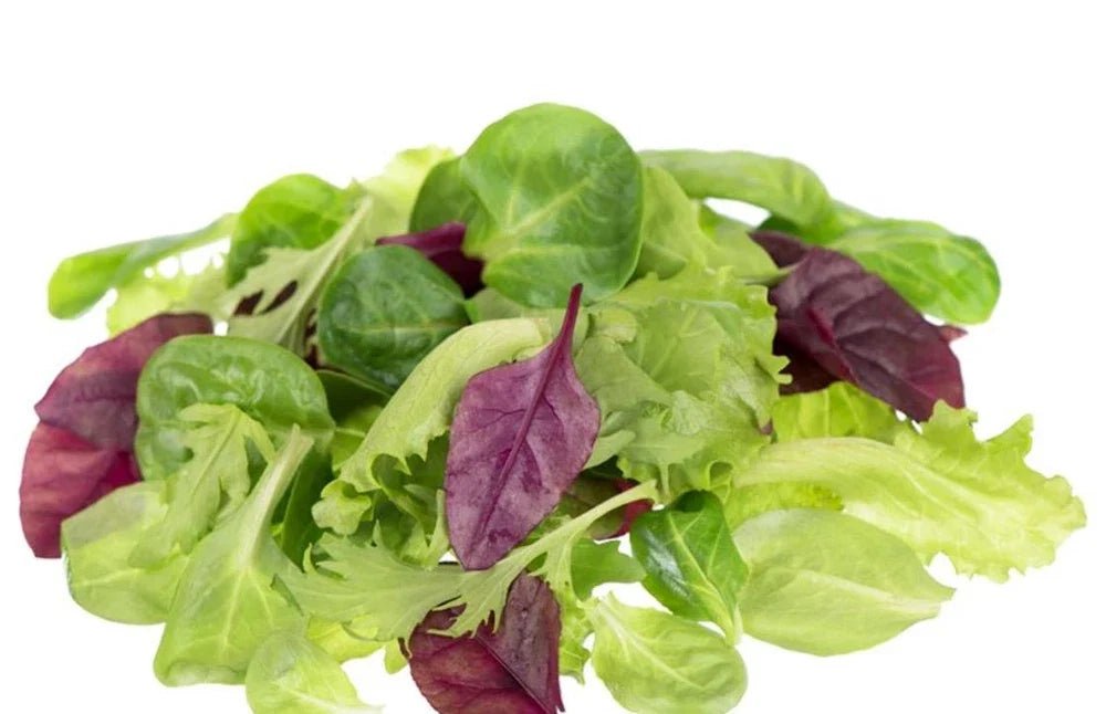 Lettuce Seeds - Mesclun Mix - Heirloom Mixed Greens - Lactuca sativa - 200 Seeds for Salad Gardens