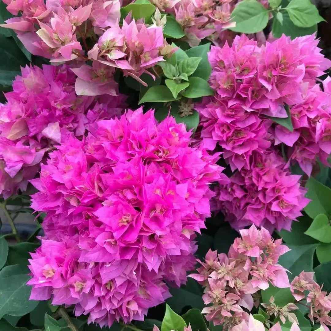 Rare Double Petal Pink Bougainvillea Bonsai Plant, Small, Bougainvillea glabra, 1-2 Years Old, Indoor/Outdoor Garden Decor