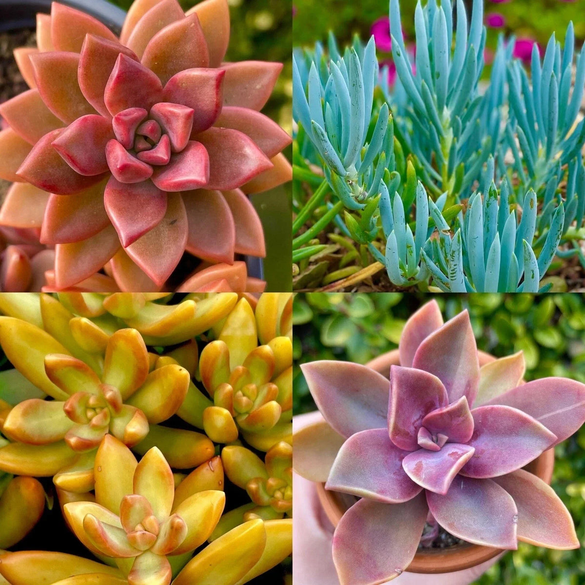 Live Succulent Bundle - 4 Colorful Varieties - Unique Rainbow Cuttings - Various Succulent Species