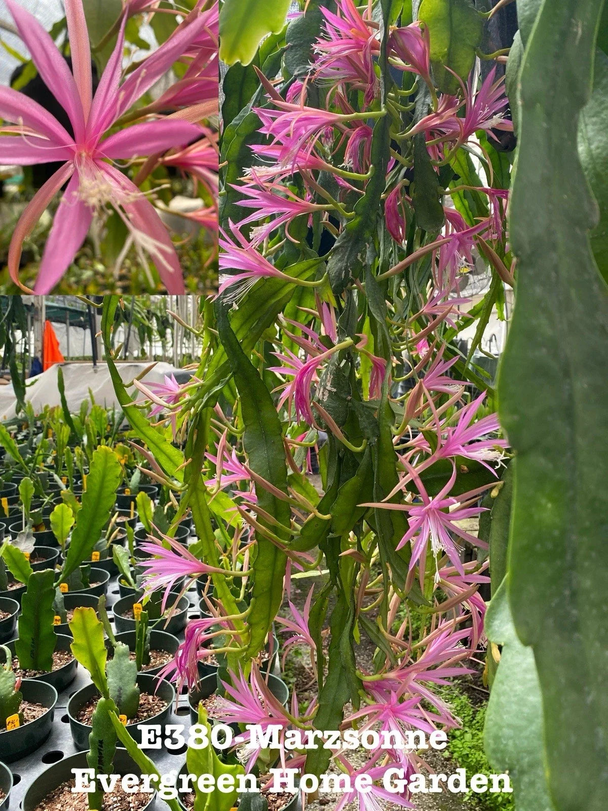 Epiphyllum Orchid Cactus Plant, 4” Starter Pot, Marzsonne Variety, Rooted, Indoor Houseplant, Vibrant Blooms, Epiphyllum spp.