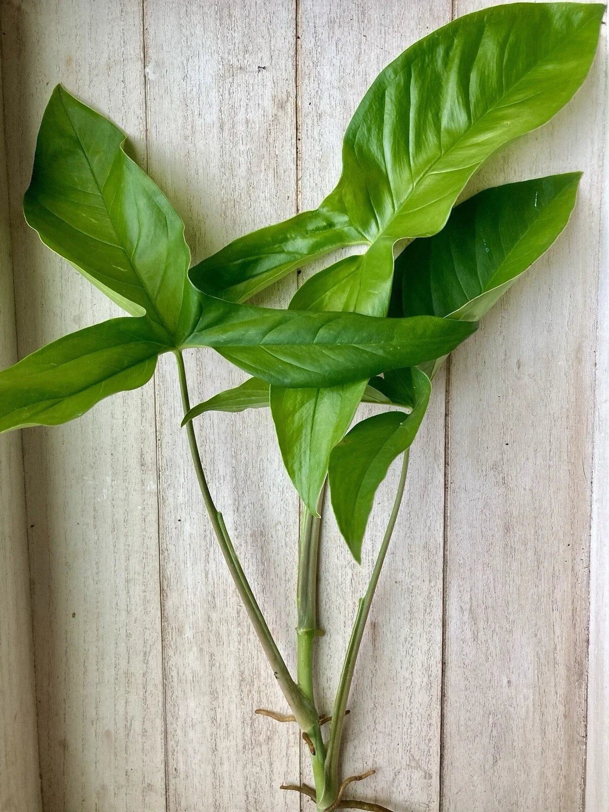 Rooted Arrowhead Vines - 15 Pack - Syngonium podophyllum - Easy Care Indoor House Plants for Beautiful Decor