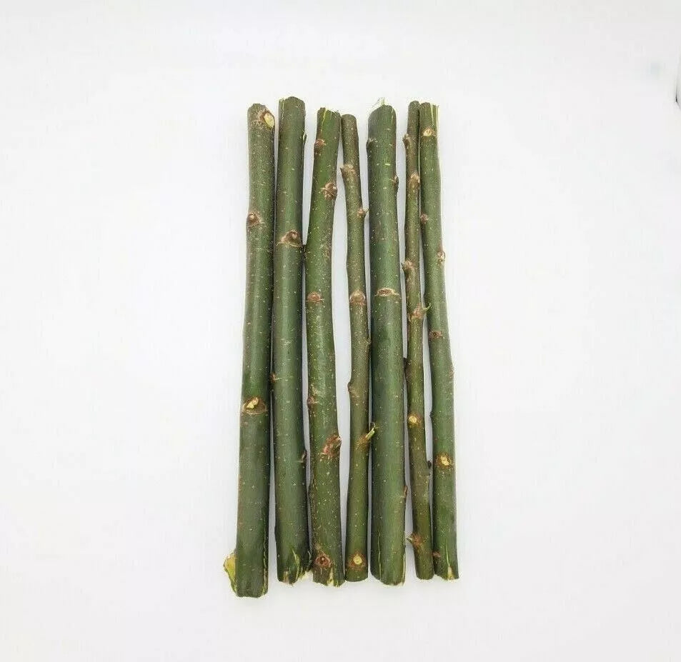 Austree Hybrid Willow Tree Cuttings - 20 Fast Growing Aussie Variety for Direct Planting - Salix x sepulcralis