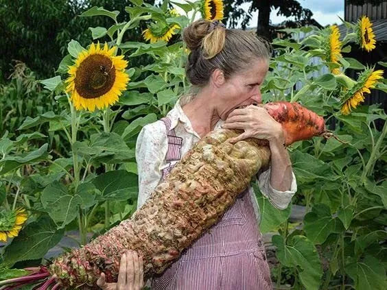 Mammoth Red Mangel Beet Seeds - 50 Seeds - Beta vulgaris - Large Sweet Beets for Garden & Livestock Feed