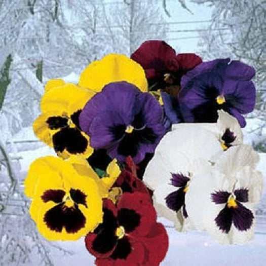 Pansy Seeds - 50 Count Snowpansy Mix - Viola x wittrockiana - Colorful Non-GMO Garden Flowers for Borders & Containers
