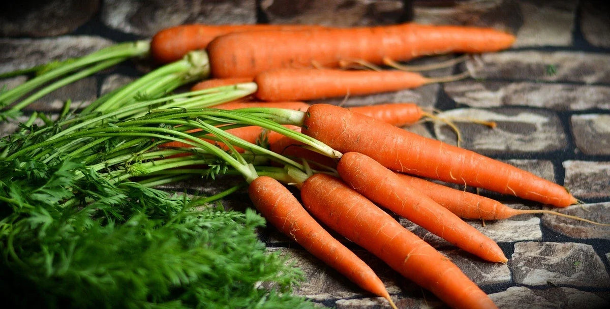 Tendersweet Gourmet Carrot Seeds - 1,500 Pack - Sweet Flavor - Daucus carota - Non-GMO Bulk Seeds for Home Gardening