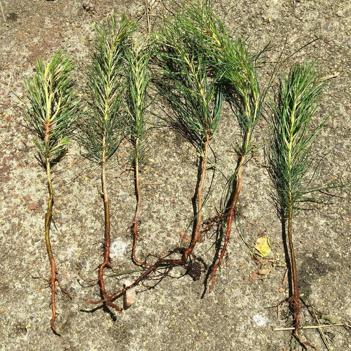 Loblolly Pine Tree Seedlings 6 Pack Bareroot Fast Growing Pinus taeda 8"-15" Tall for Landscaping and Erosion Control