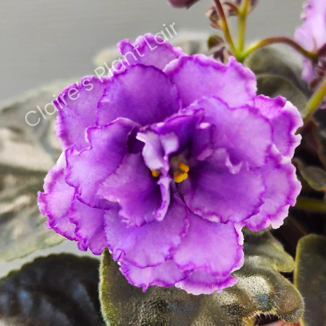 African Violet Leaf Cutting - NK-Lilon Lila - Standard Variety - Saintpaulia ionantha - Indoor Gardening Propagation