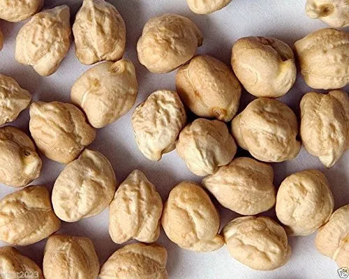 Garbanzo Bean Seeds 1 oz Organic Chickpeas for Planting Cicer arietinum