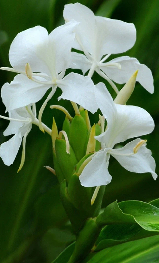 Fragrant White Butterfly Ginger Lily Plant - Fully Rooted Hedychium Coronarium - USA Grown - 4-inch Pot