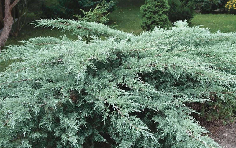 Juniper Hedge Plant Cuttings Set of 12+ Unrooted, Dense Green Foliage, Juniperus spp., Ideal for Landscaping Zones 5-9
