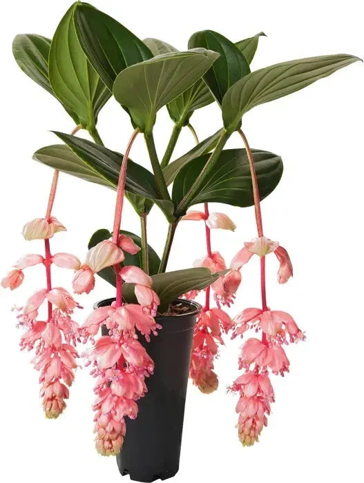 Royal Glow Medinilla Starter Plant - Rare Live Bare Root - Medinilla magnifica - Indoor Garden Foliage Plant