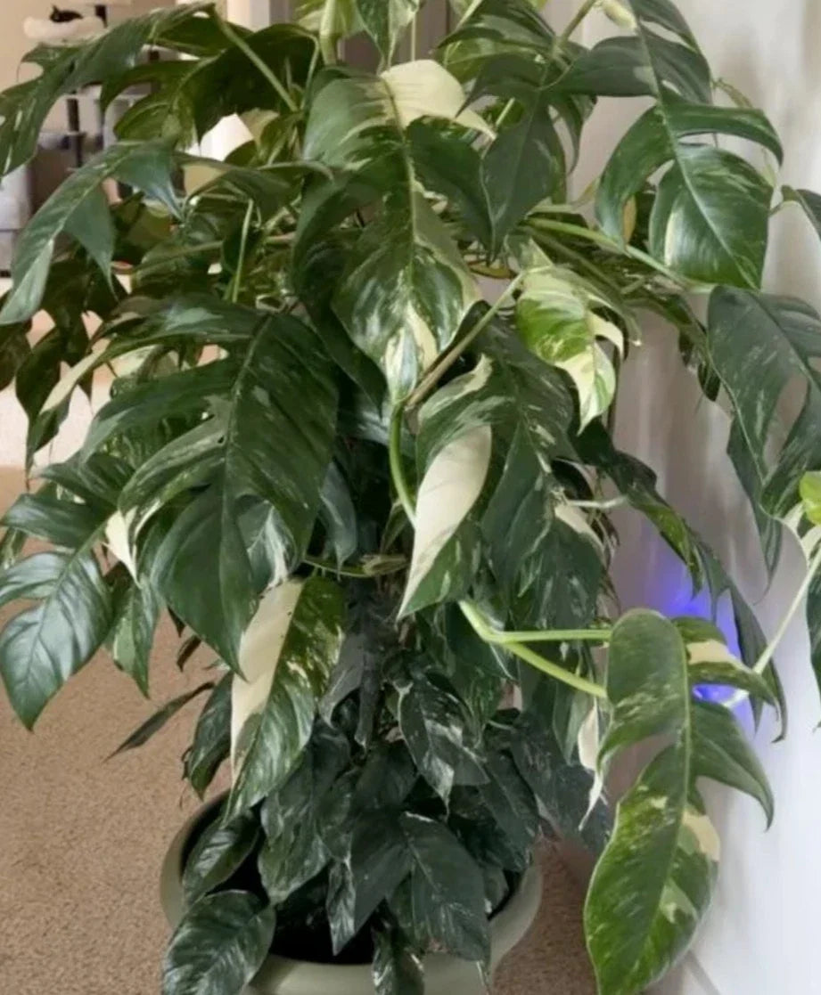 Albo Pothos Cutting - Fresh Marble Variegation - Rare Epipremnum Pinnatum - Indoor Plant Decor - Easy Care Propagation