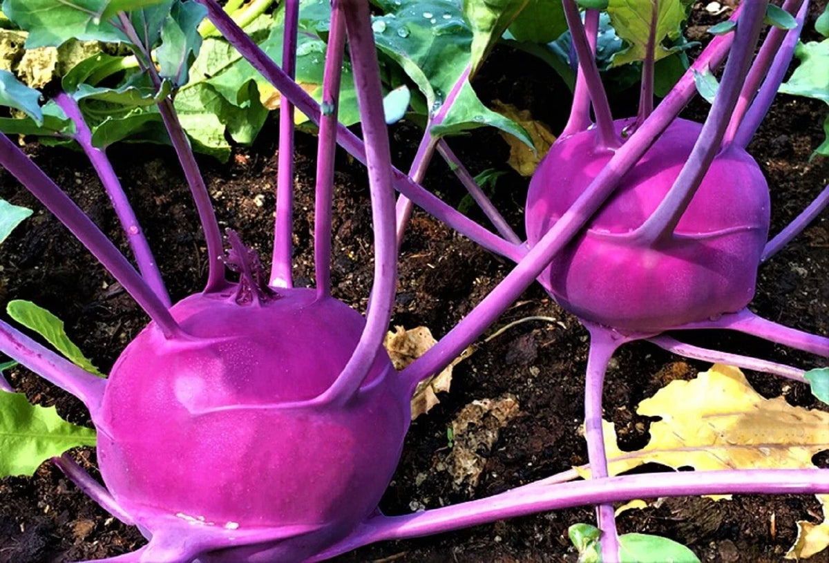 Purple Vienna Kohlrabi Seeds - 500 Non-GMO Seeds - Brassica oleracea Var. Gongylodes - Unique Purple Vegetable Seeds