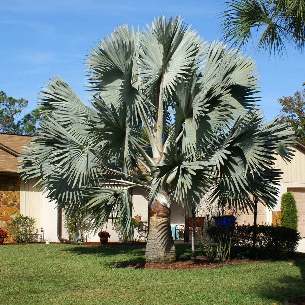 Silver Bismarckia Palm Tree Seeds - 5 Pack, Bismarckia Nobilis, Tropical Landscaping Plant, Silver-Blue Foliage