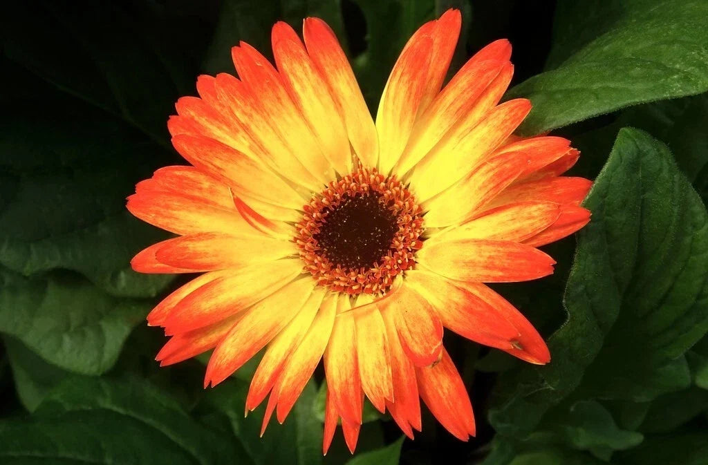 Sunburst Gerbera Daisy Seeds 200+ Pack - Vibrant Flowers for Garden Planting - Gerbera jamesonii