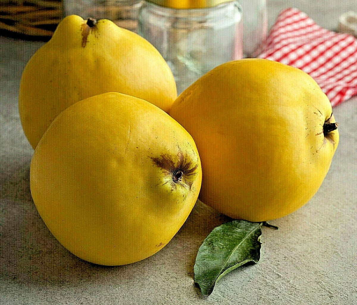 Common Quince Seeds - 20 Pack, Sweet Edible Fruits, Cydonia oblonga, Fruit Tree Seeds for Home Garden