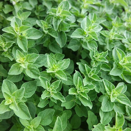 Greek Oregano Seeds 2,000 Heirloom Non-GMO Origanum vulgare ssp. hirtum for Culinary Herbs and Home Gardens