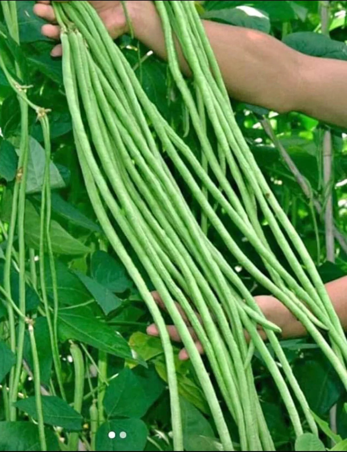 Yard Long Bean Seeds | 50+ Non-GMO String Beans | Green Sitaw | Vigna unguiculata subsp. sesquipedalis