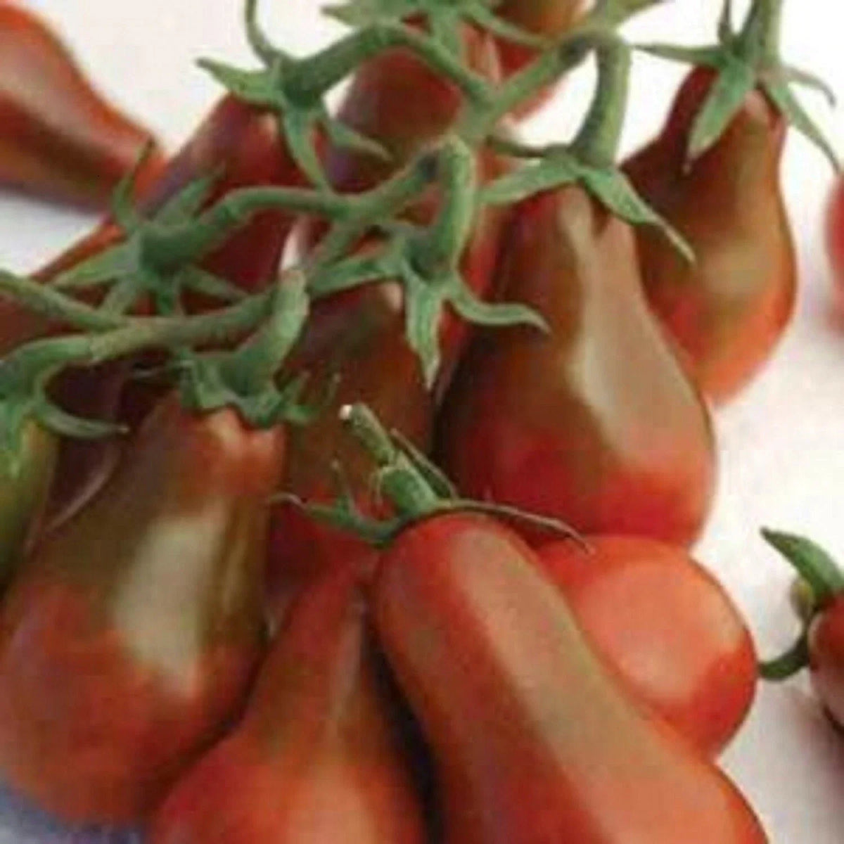 Chocolate Pear Seeds - 30 Premium Seeds - Prunus avium - Unique Chocolate-Flavored Cherries for Home Gardens