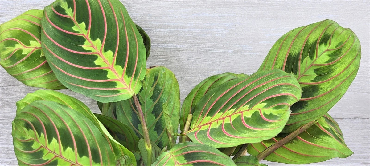 Maranta Leuconeura 'Rabbit's Foot' Live Plant in 3" Pot | Red Variegated Foliage | Indoor Houseplant for Low Light