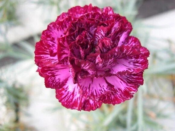 Blackberry Ice Carnation Seeds - 100 Dianthus Perennial Flower Seeds for Garden Planting - Fragrant Blooming Flowers