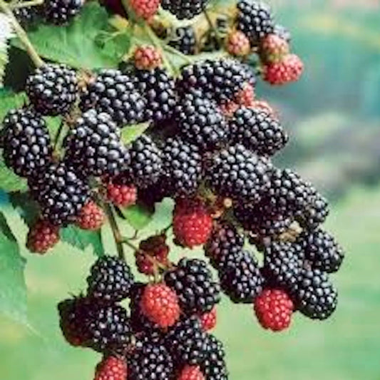 10 Bare Root Prime-Ark 45 Blackberry Plant - Edible Fruit Floricane - Rubus fruticosus - High Antioxidant, Low Fat