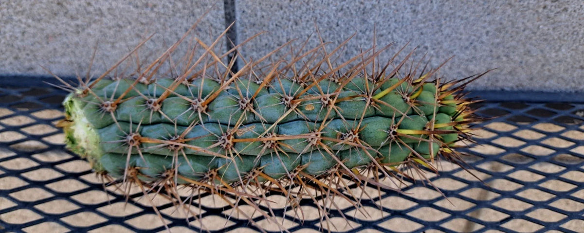 Cereus Chalaensis Cutting 7" | Unique Cactus Plant for Indoor & Outdoor Gardens | Cereus chalaensis