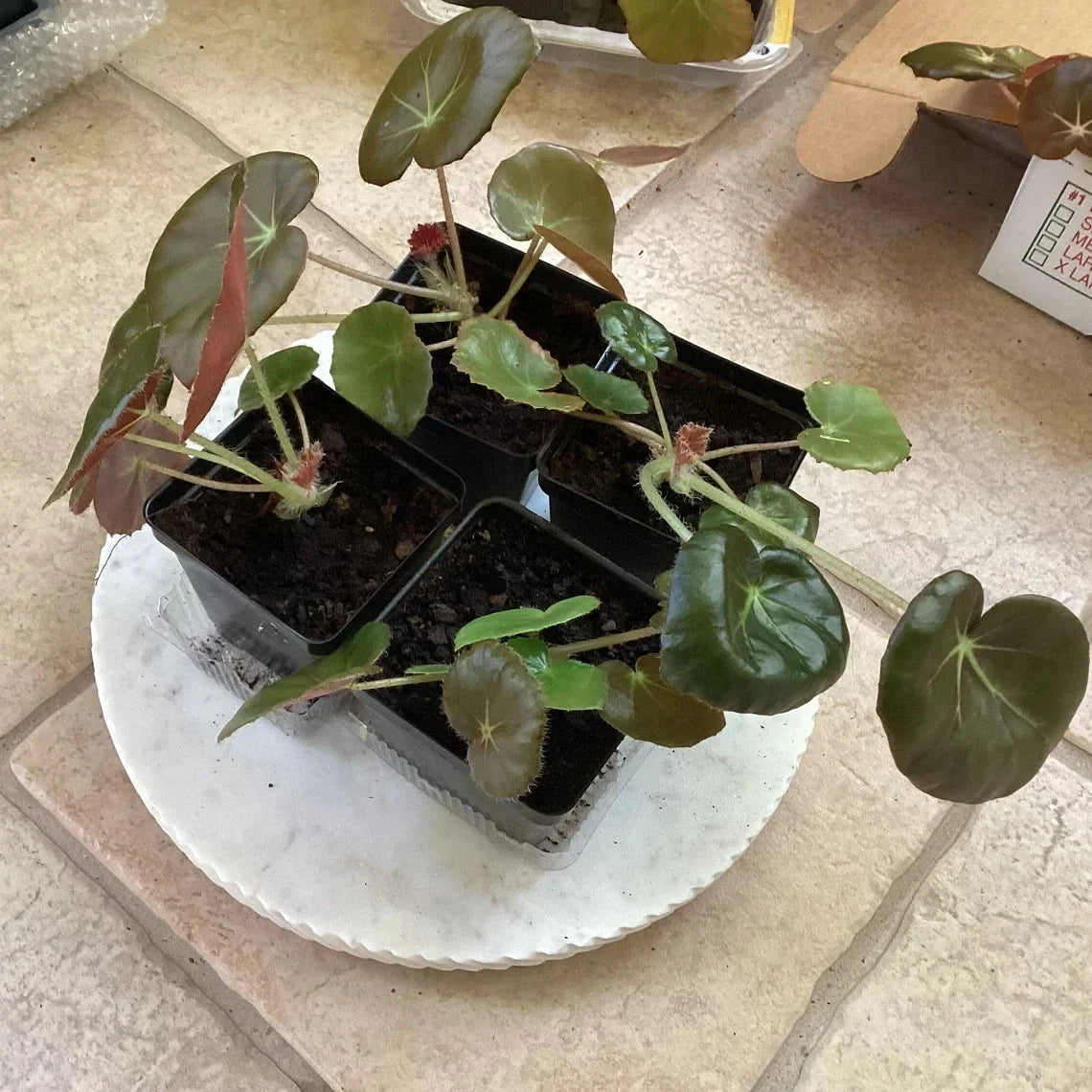 Beefsteak Begonia Starter Plant, Well Rooted, Easy Care Indoor Houseplant, Begonia Erythrophylla