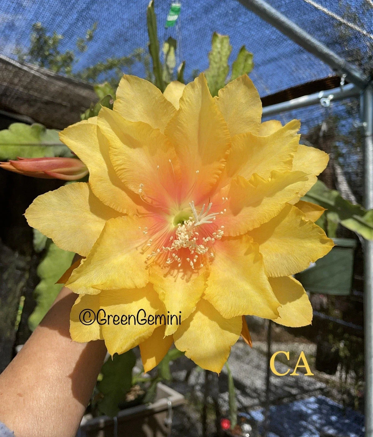 Epiphyllum Orchid Cactus Plant - 4-Inch Pot - Clarity's Abraxas Variety - Unique Indoor Houseplant - Epiphyllum spp.