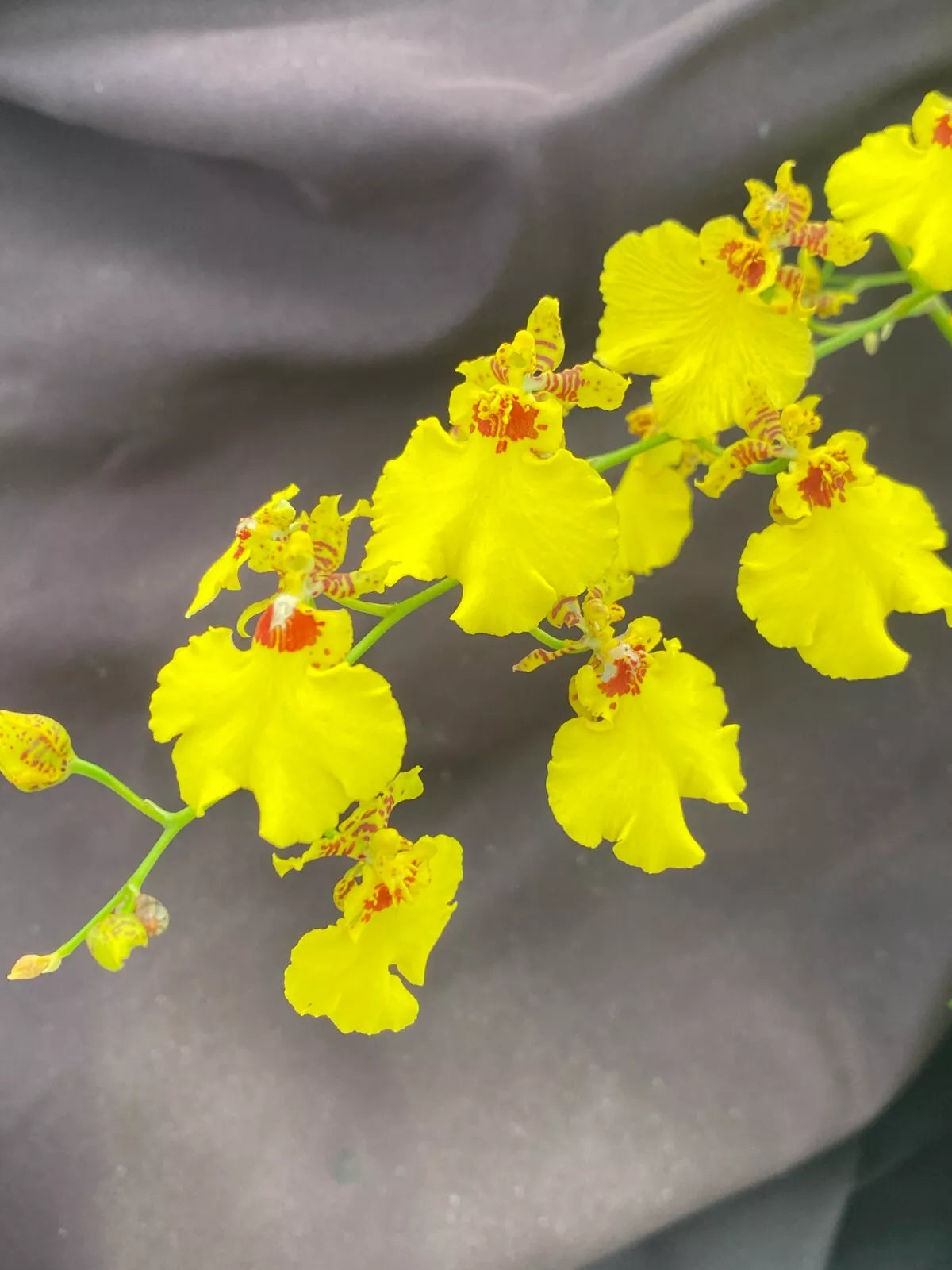 Dancing Lady Orchid Plant 2.5" Pot Bright Yellow Oncidesa Gower Ramsey, Indoor/Outdoor Starter Plant
