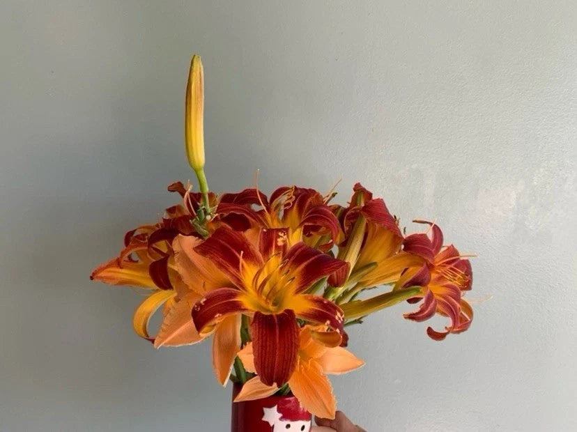 Daylilies Plant Root 1pc Red Yellow Hemerocallis Perennial Cold Deer Resistant Garden Bloom