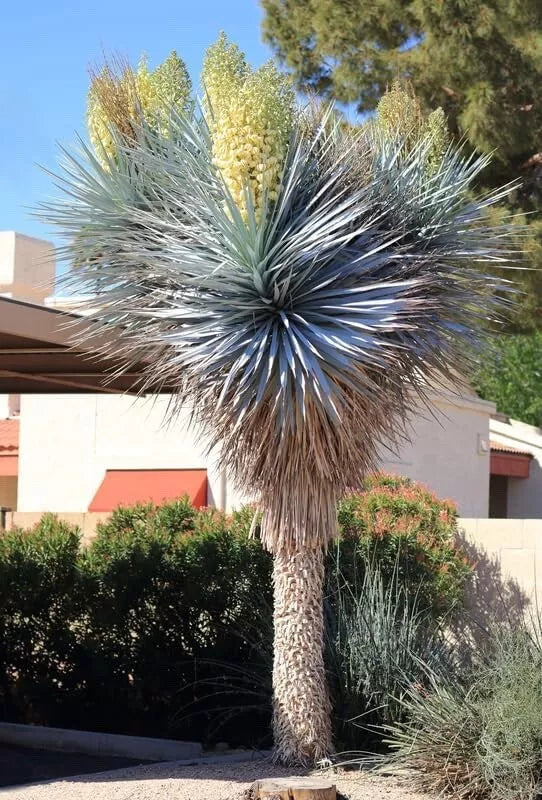 Blue Yucca Tree Seeds (10 Seeds) - Drought-Tolerant Ornamental Plant - Yucca rigida - Low Maintenance, Xeriscaping Ideal