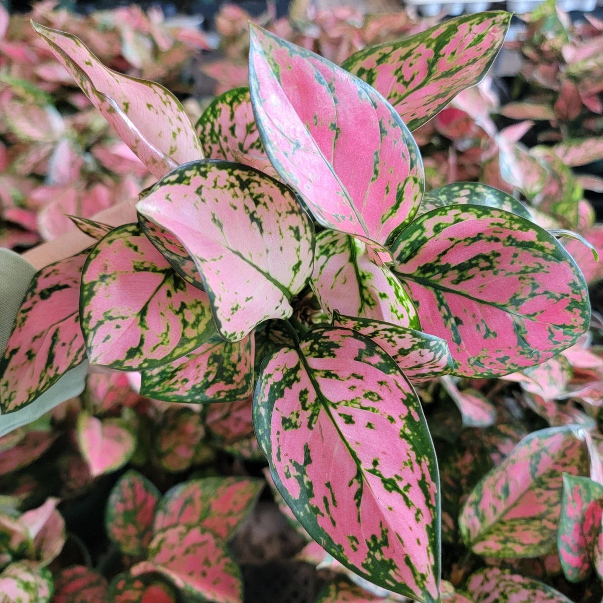 Aglaonema Lady Valentine Plant | 3 Inch Pot | Colorful Pink & Green Foliage | Aglaonema commutatum | Easy Care Indoor Tropical