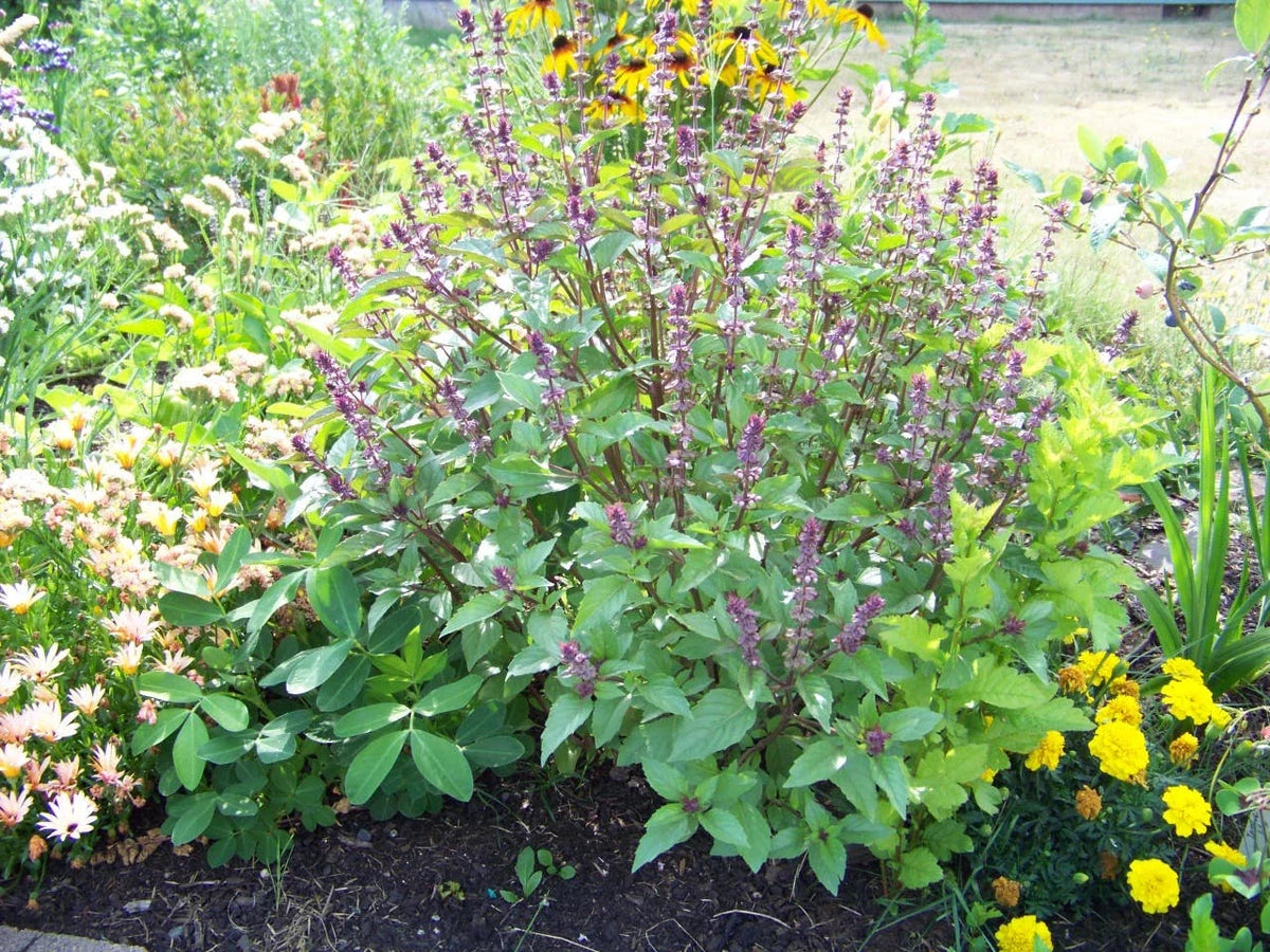 Cinnamon Basil Seeds - 225 Count - Ocimum basilicum 'Cinnamon' - Aromatic Culinary Herb for Gardens and Cooking