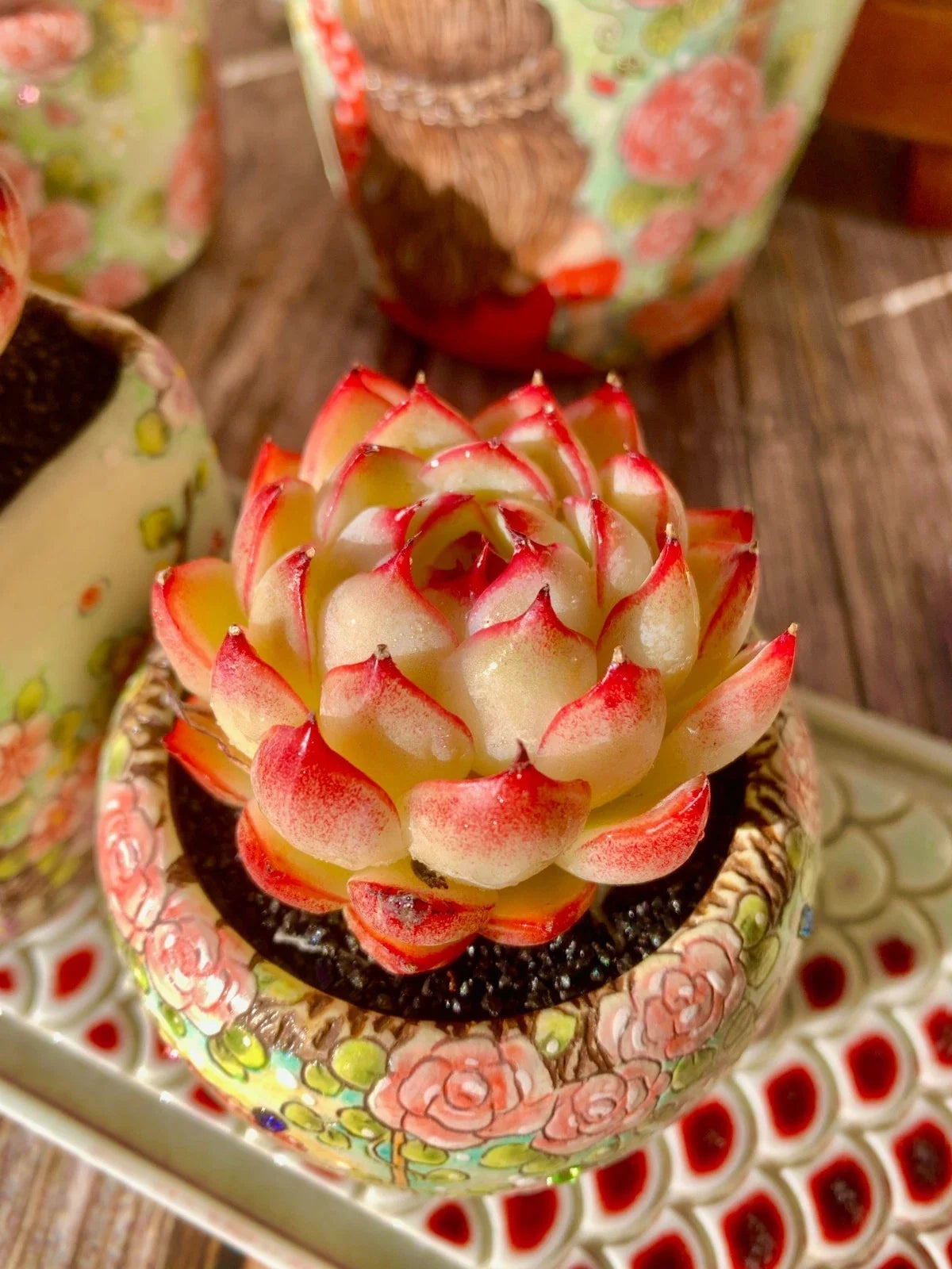 Succulent Plant Wedding Favors - Soul Fairy Variety - Echeveria spp. - Easy Care Bare Root Succulents for Events
