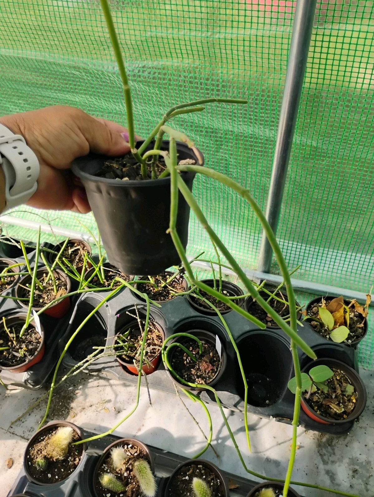 Sarcostemma Viminale Plant in 4-Inch Pot | Tropical Climbing Vine | Vining Milkweed for Indoor/Outdoor Decor