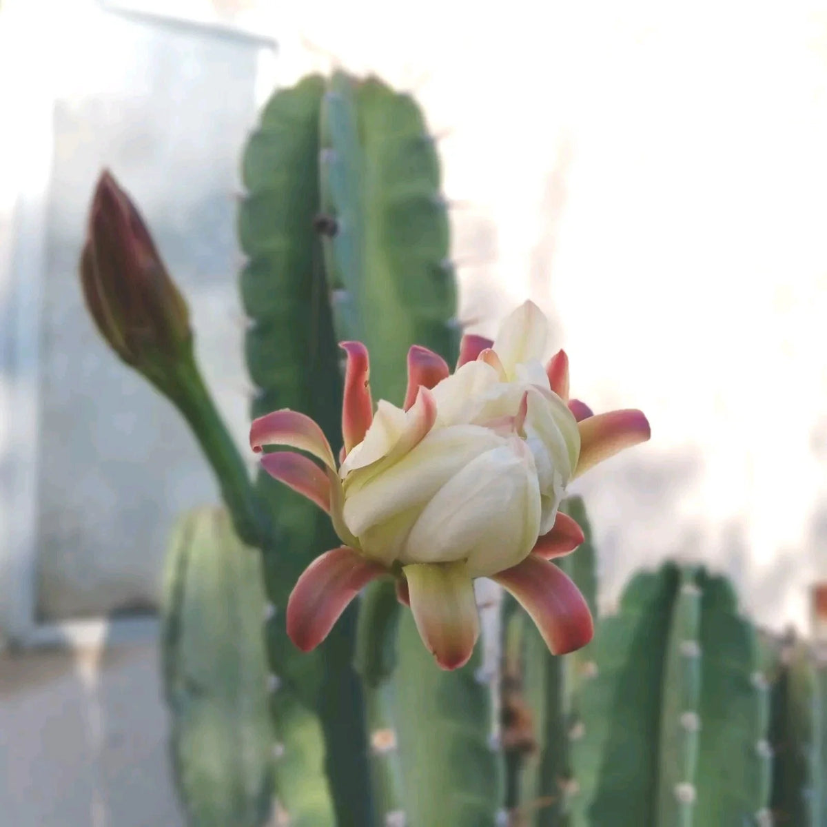 Cereus Peruvianus Cuttings - 6-8 Inch Peruvian Apple Cactus - Set of 2 - Cereus repandus - Ideal for Indoor/Outdoor Gardening