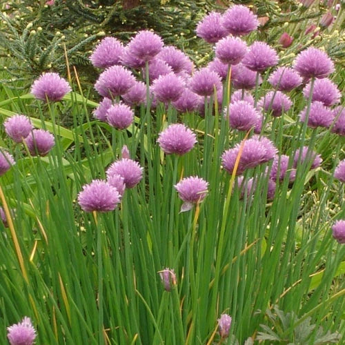 Common Chives Seeds Pack - 500+ Non-GMO Fresh Seeds (Allium schoenoprasum) for Culinary Herb Gardening