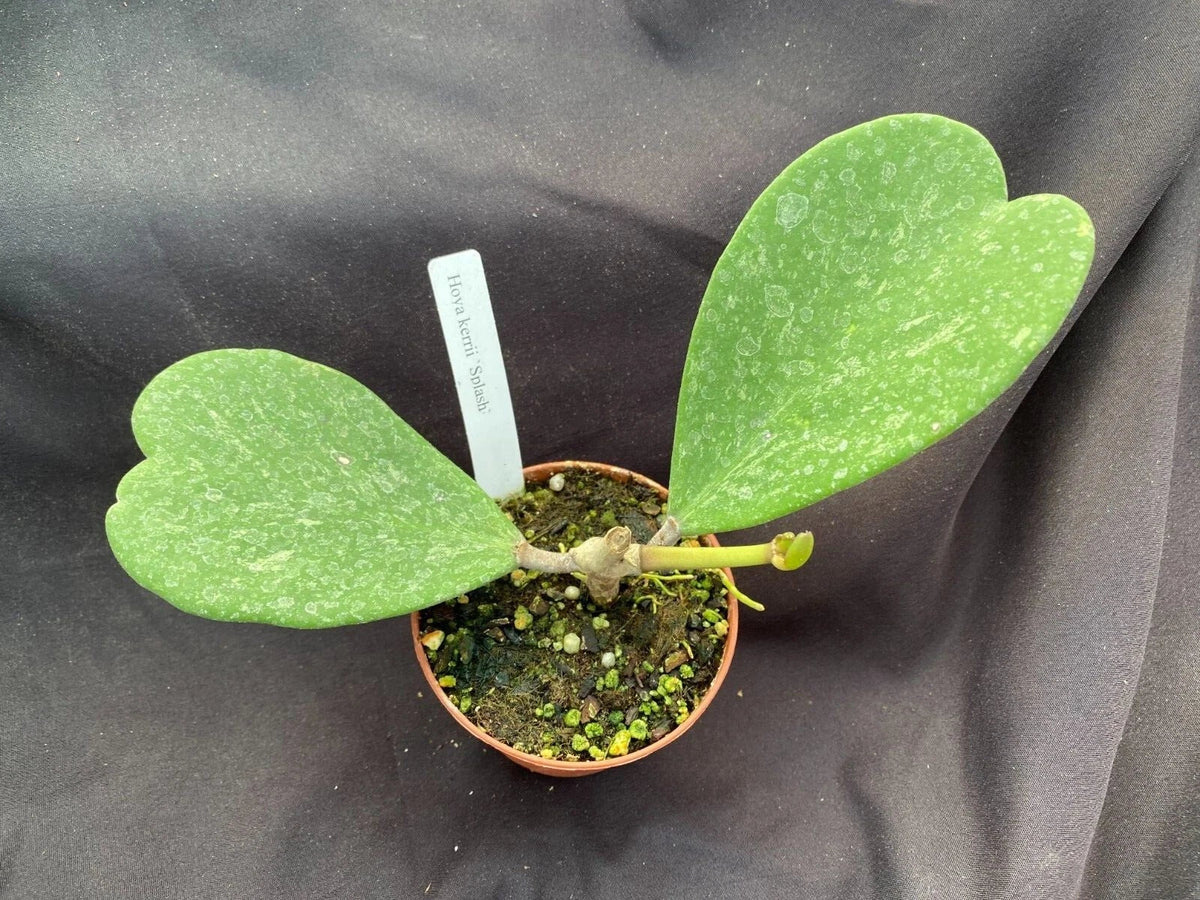 Hoya Kerrii 'Splash' Rooted Plant 3" Pot - Sweetheart Hoya with Unique Variegated Leaves - Houseplant for Indoor Decor