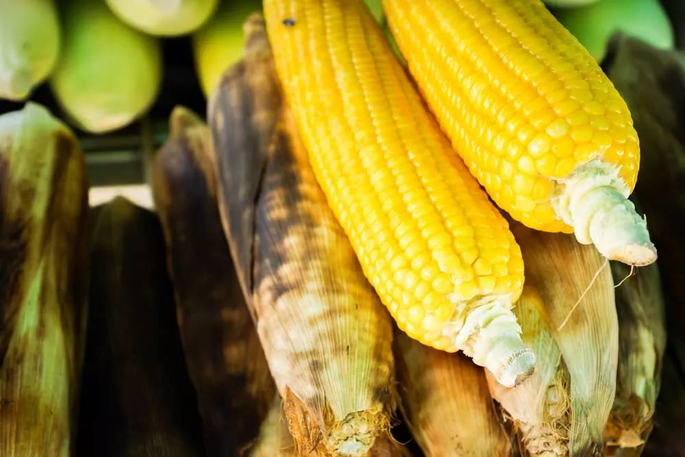 Sweet Corn Seeds - Bantam Gold Variety - Zea mays - High Yielding Roastin Ears for Home Gardening