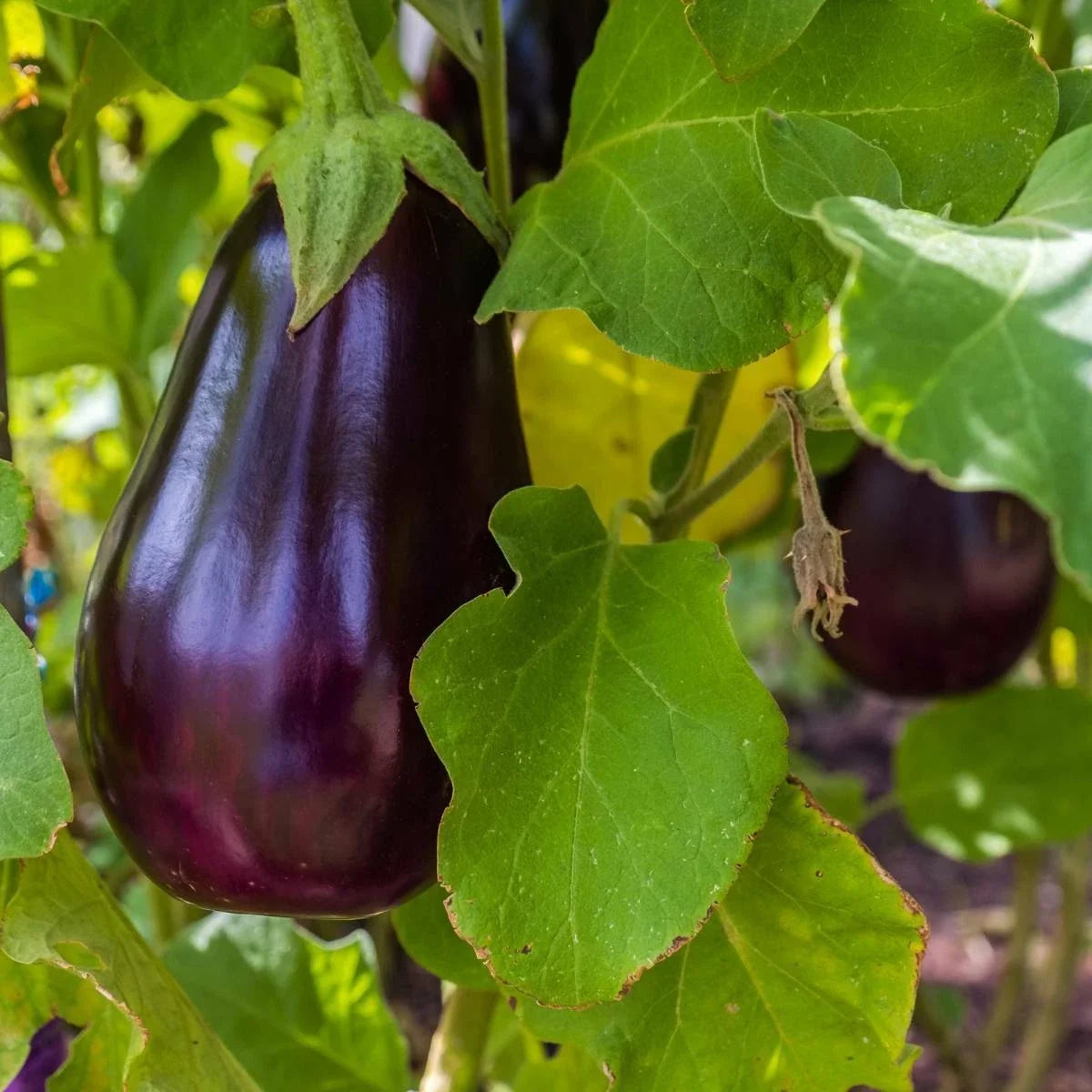 Florida Market Eggplant Seeds - 100+ Heirloom NON-GMO - Solanum melongena - High Bush Variety for Home Gardens