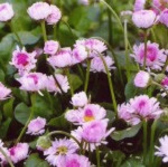 English Daisy Seeds - 200 Fresh Seeds, Bellis Perennis, Vibrant Blooms for Gardens and Containers