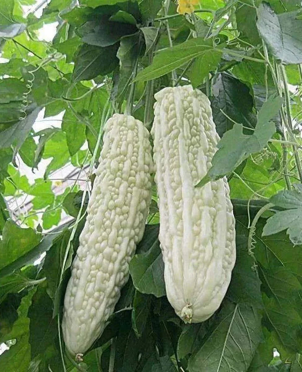 Bitter Melon Seeds 10PCS Non-GMO White Bitter Gourd Momordica charantia for Gardening and Culinary Uses