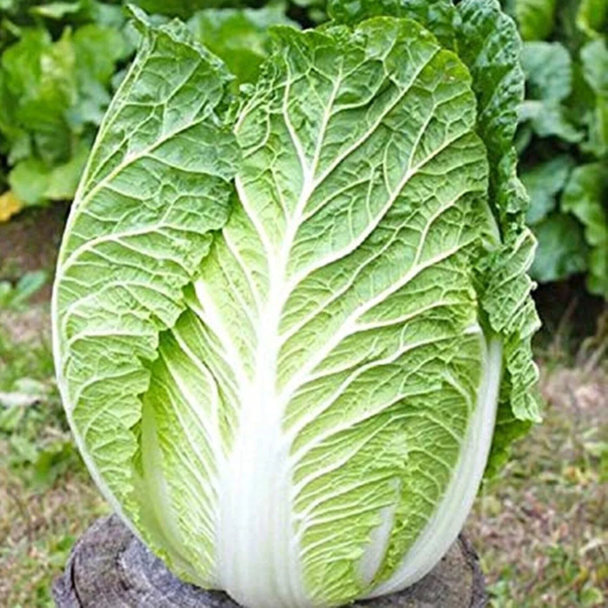 Kyoto No 3 Japanese Napa Cabbage Seeds - 600+ Non-GMO Seeds - Brassica rapa var. pekinensis - Ideal for Stir-Fries & Salads