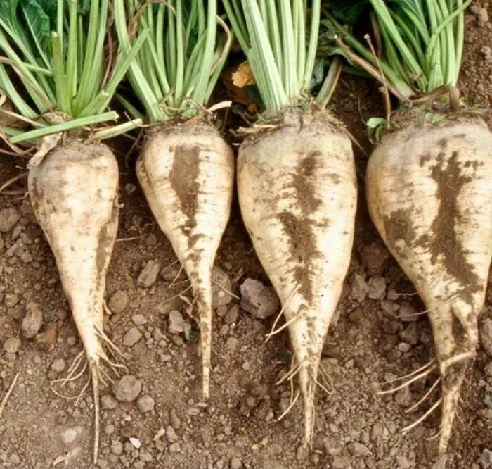 Sugar Beet Seeds 100 Ct Non-GMO Heirloom Vegetable Seeds Beta vulgaris for Home Garden, USA Grown