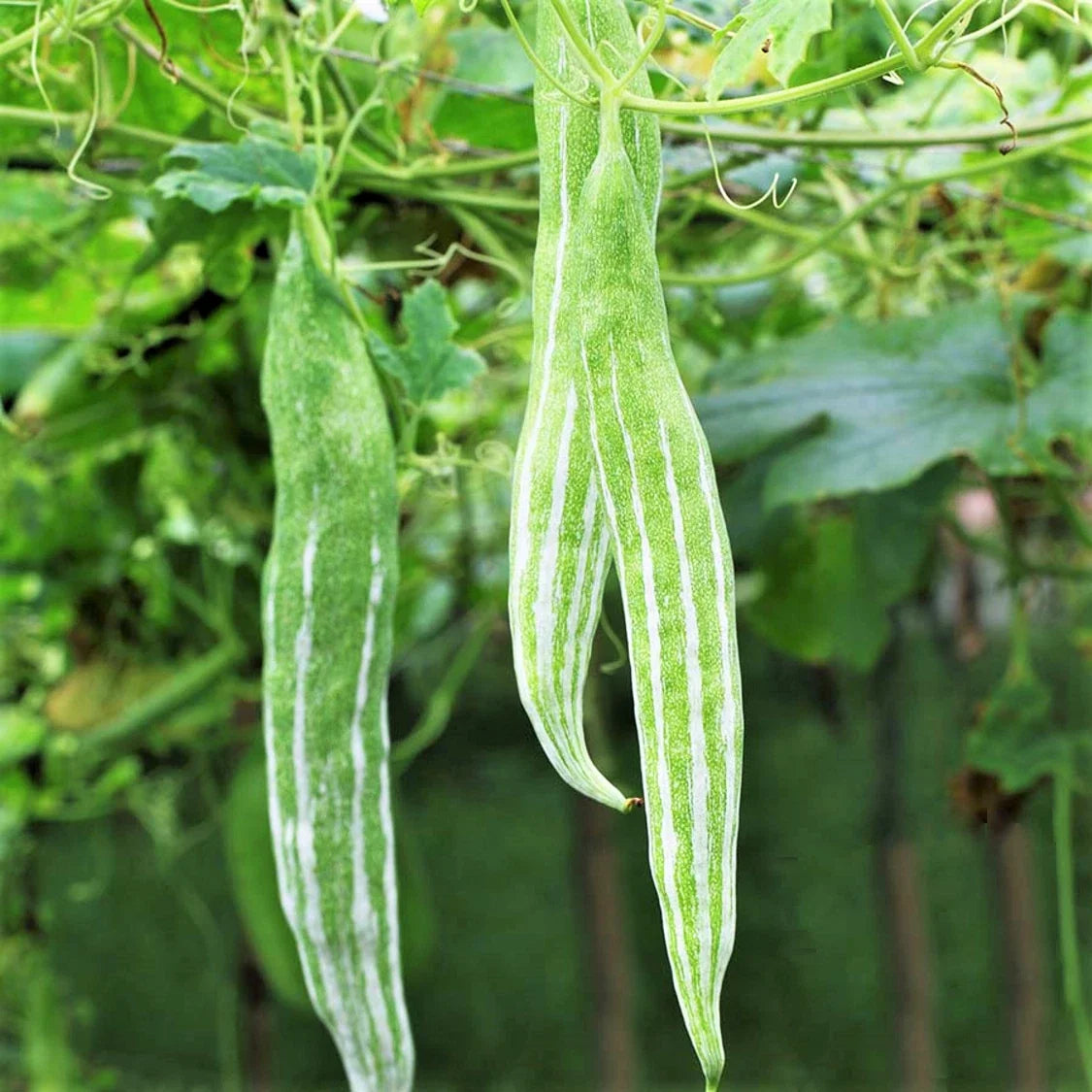 Snake Gourd Seeds | Pack of 10 | White Striped Green Serpent Luffa Squash | Luffa acutangula | High Germination Rate