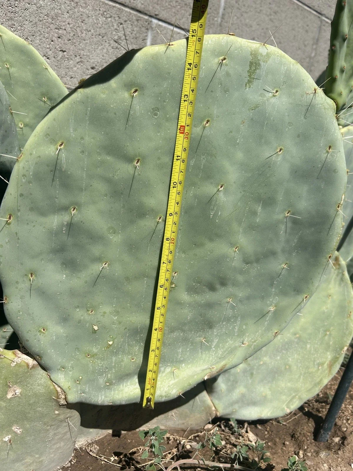 Prickly Pear Cactus Seeds 10pk - Opuntia Robusta - Hardy Extra Large Pads - Drought-Tolerant Succulent for Xeriscaping