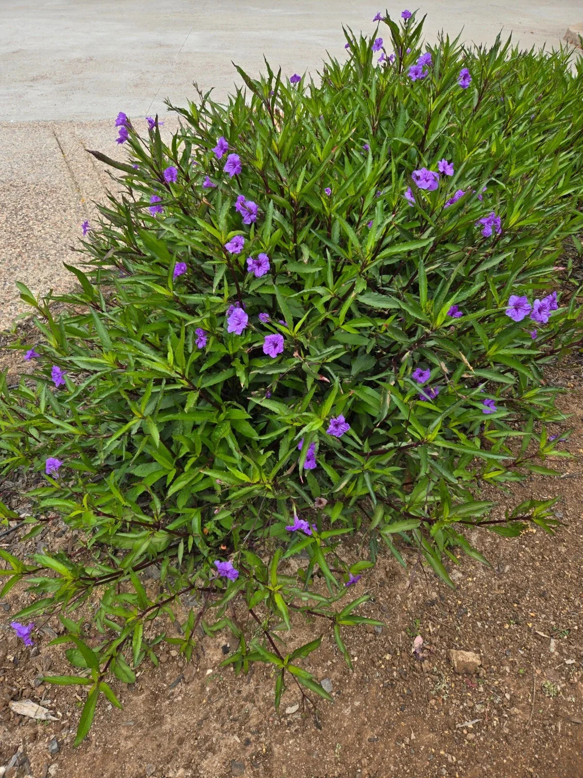 Mexican Petunia Plants - 10 Rooted Plants - Purple Flowers - Ruellia simplex - Attracts Butterflies & Hummingbirds